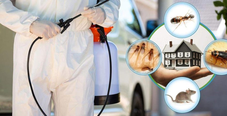 Çamlıhemşin Böcek İlaçlama