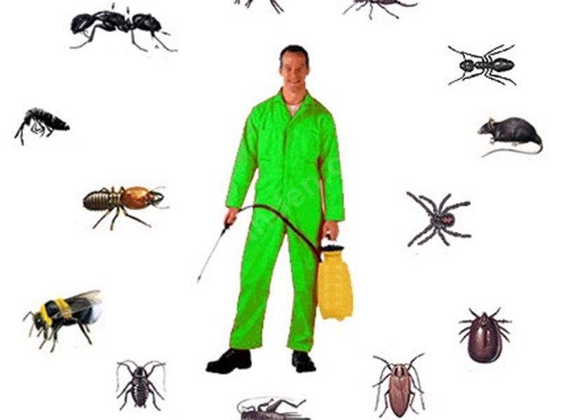 Çamlıhemşin Böcek İlaçlama